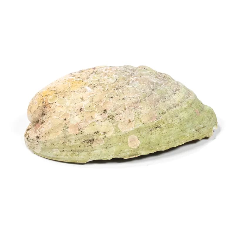 Regenbogen Abalone Räucherschale – Paua Muschel aus Neuseeland, ca. 15,5 cm