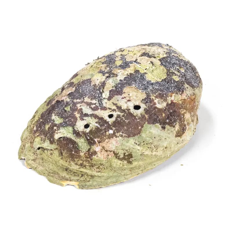 Regenbogen Abalone Räucherschale – Paua Muschel aus Neuseeland, ca. 15,5 cm