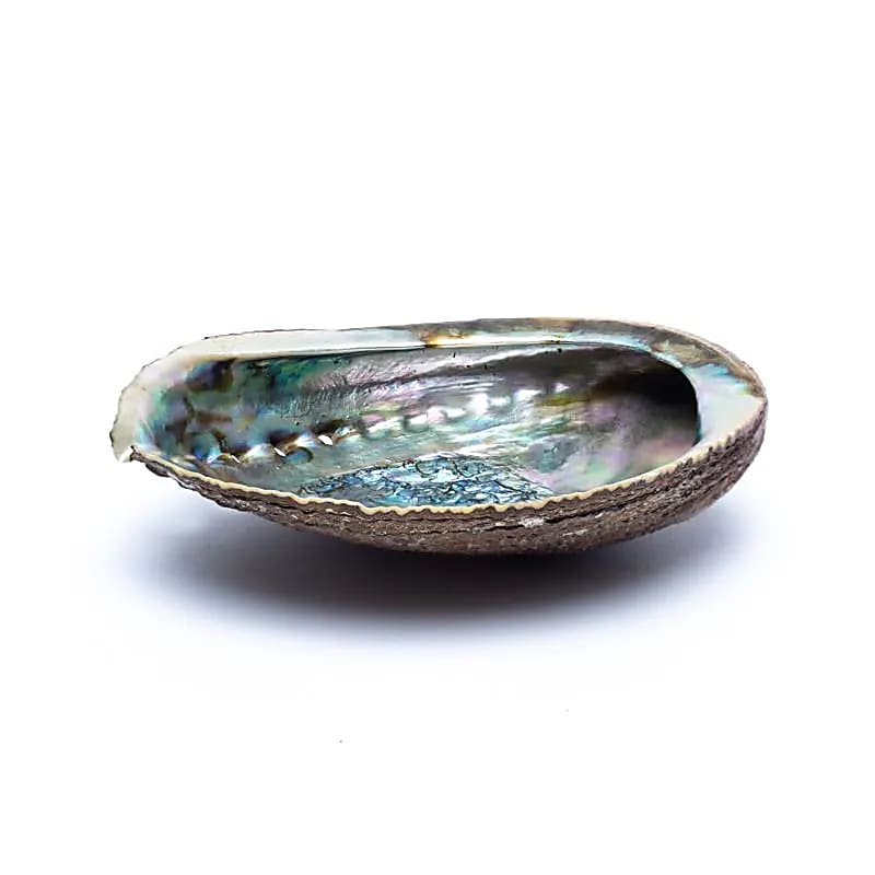 Grüne Abalone Räucherschale – Haliotis Fulgens aus Mexiko, 12–15 cm