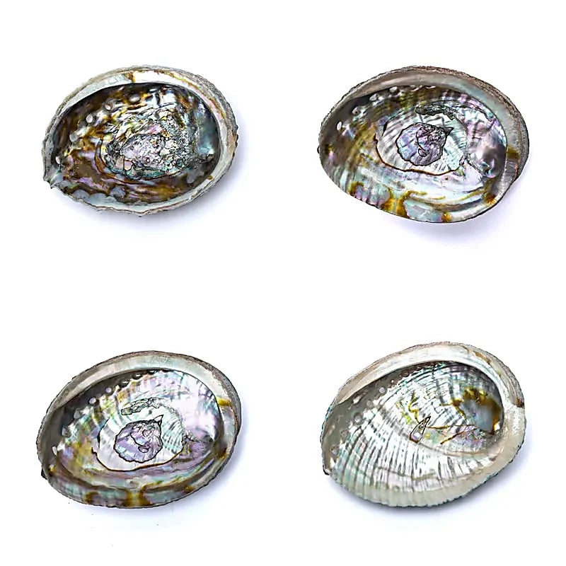 Grüne Abalone Räucherschale – Haliotis Fulgens aus Mexiko, 12–15 cm