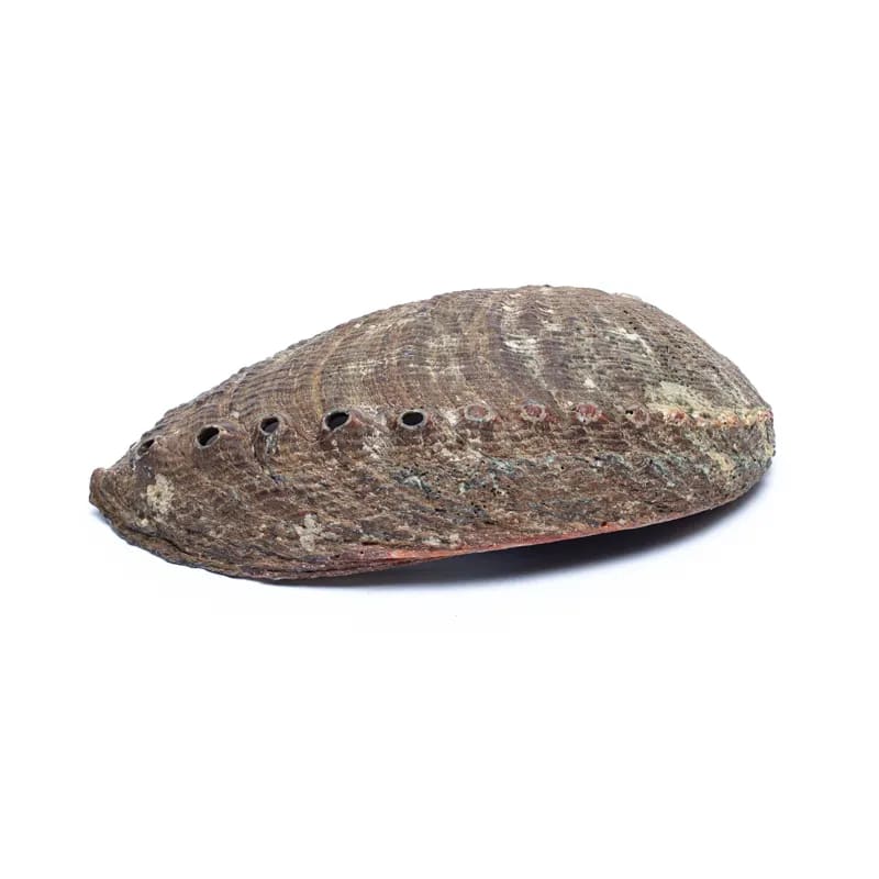 Grüne Abalone Räucherschale – Haliotis Fulgens aus Mexiko, 12–15 cm