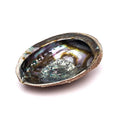 Grüne Abalone Räucherschale L – Haliotis Fulgens aus Mexiko, 15–17 cm