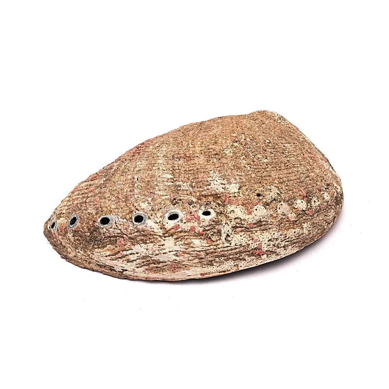 Grüne Abalone Räucherschale L – Haliotis Fulgens aus Mexiko, 15–17 cm