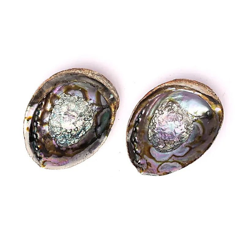 Grüne Abalone Räucherschale L – Haliotis Fulgens aus Mexiko, 15–17 cm