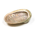 Abalone Räucherschale L – Haliotis diversicolor aus Vietnam, 16–18 cm