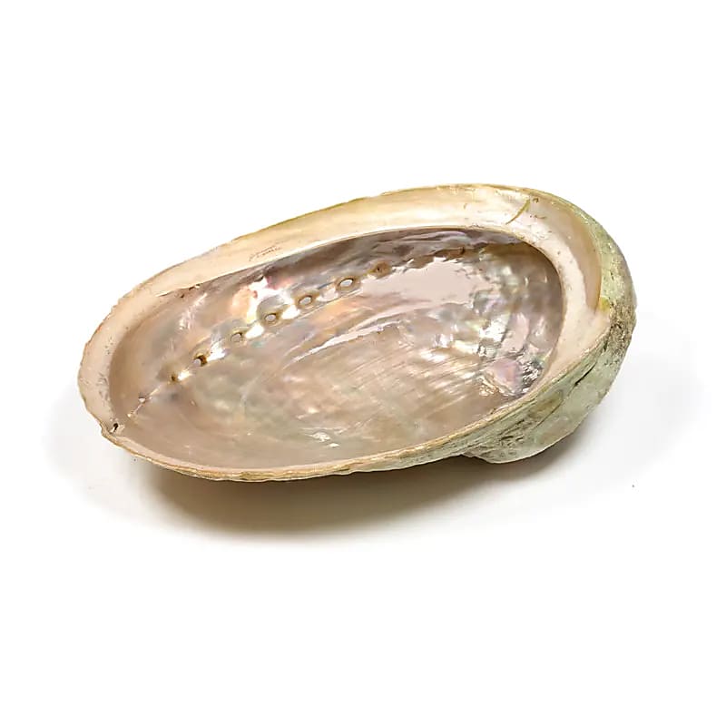 Abalone Muschel – Haliotis diversicolor - Traditionelles Räuchergefäß