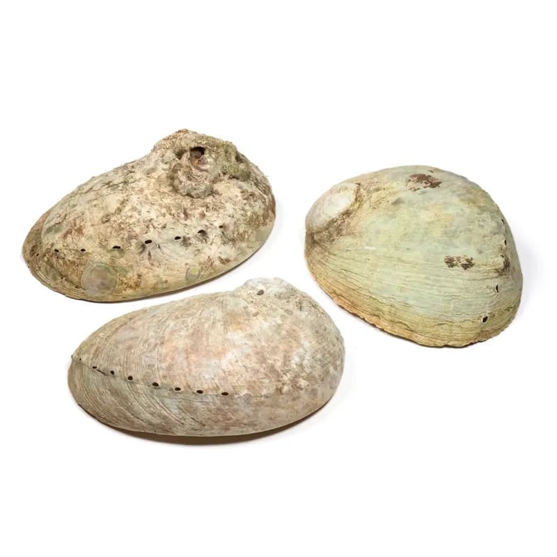 Abalone Muschel – Haliotis diversicolor - Traditionelles Räuchergefäß