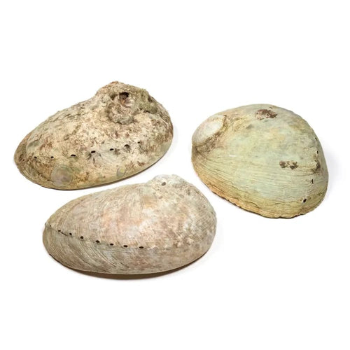 Abalone Muschel – Haliotis diversicolor - Traditionelles Räuchergefäß